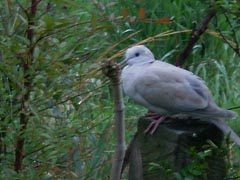 [photo, Mourning Dove (Zenaida macroura), Glen Burnie, Maryland]